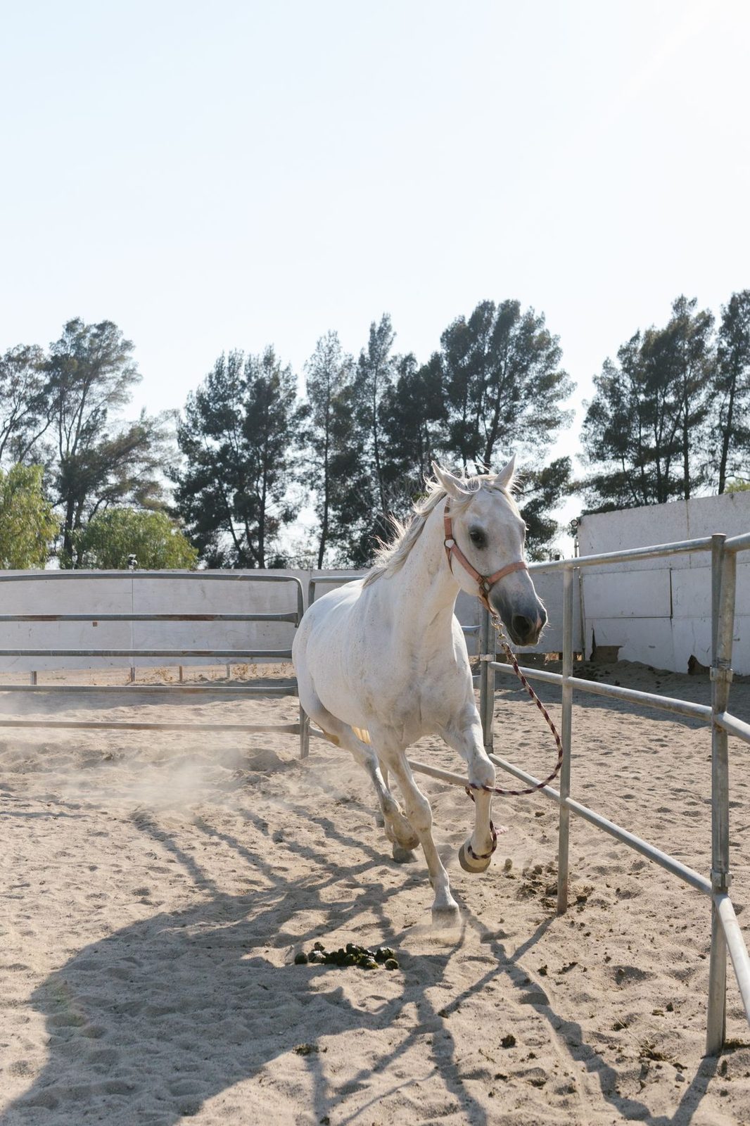 Paardenbak van Buurman Jan